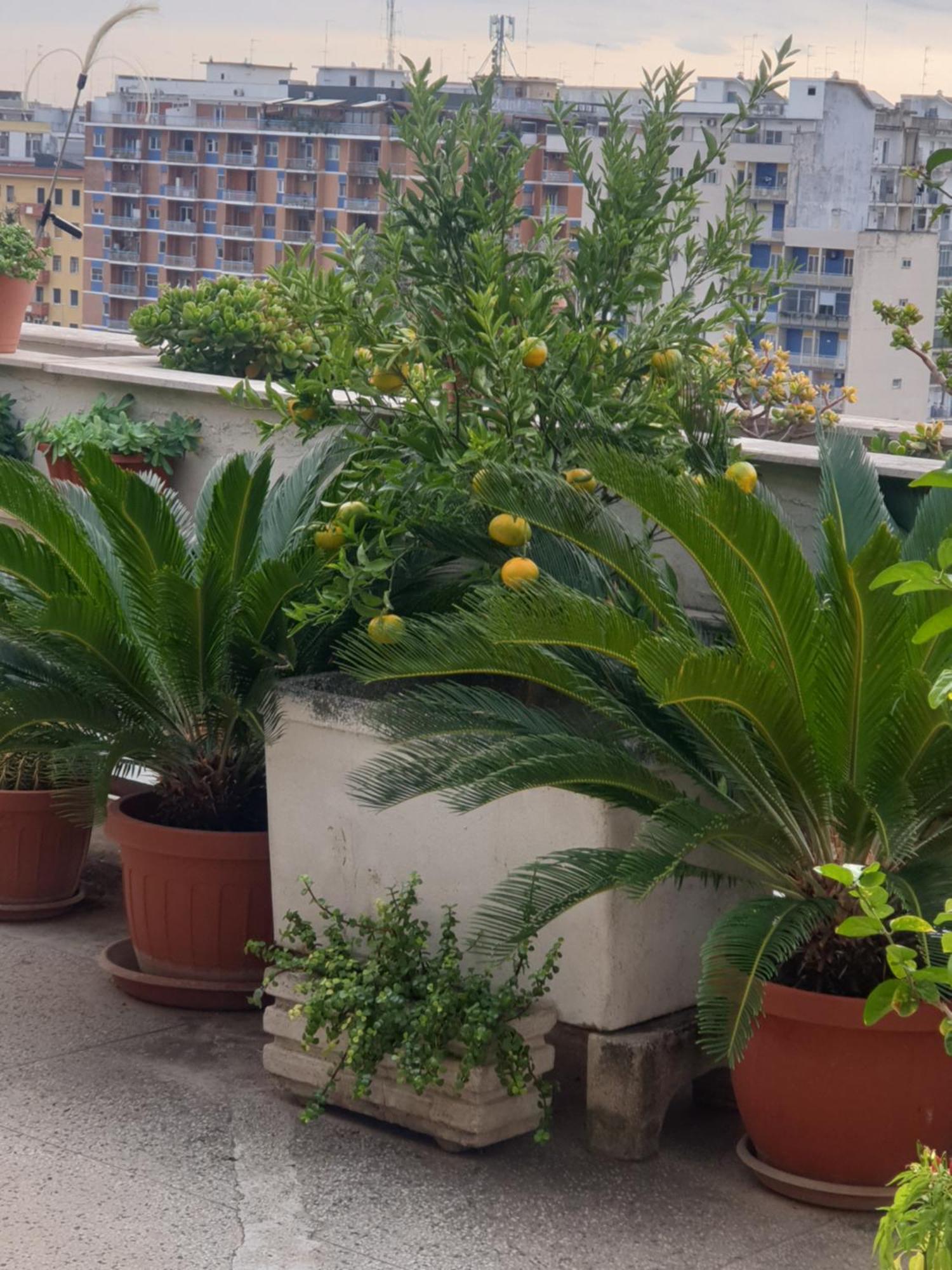 B&B Ganaj La Terrazza Di Ganaj Bari Exteriör bild